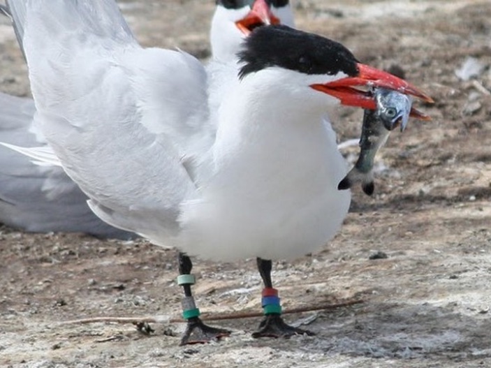 Bird eating a fish