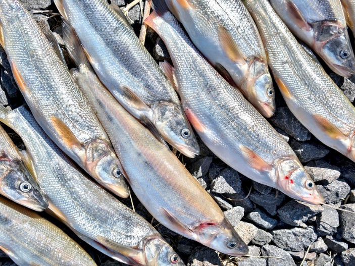 Group of Northern Pikeminnow