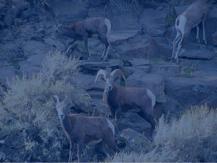 Priest Rapids Project Wildlife