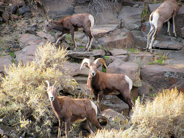 Sheep1 Resized