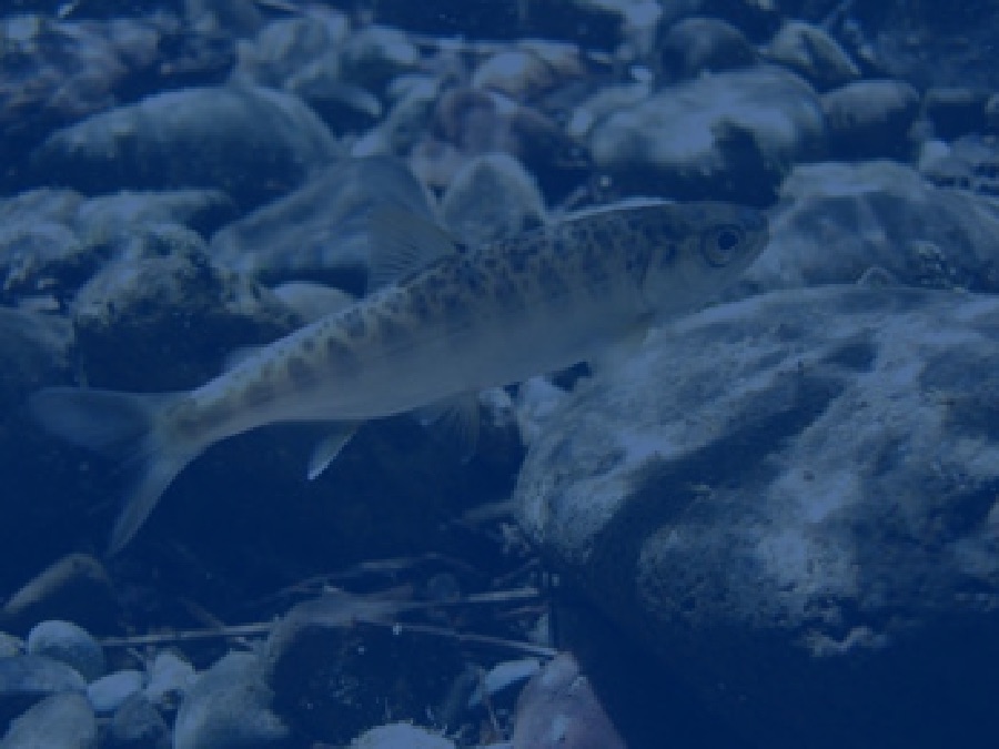 Chinook Salmon