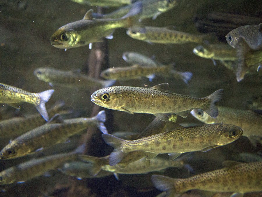 Juvenile   Coho Resized