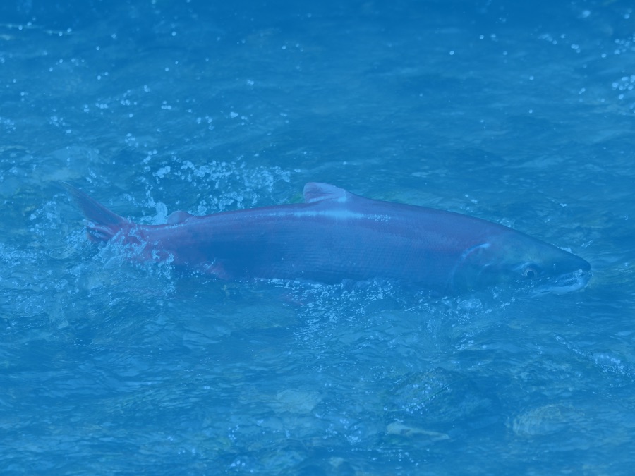 Sockeye Salmon