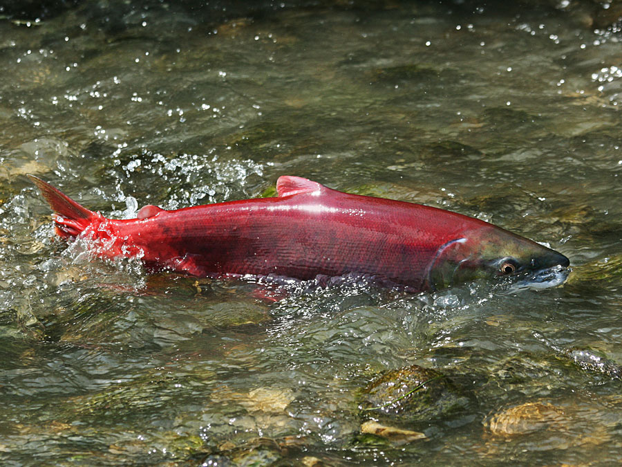 Sockeye Salmon Resized