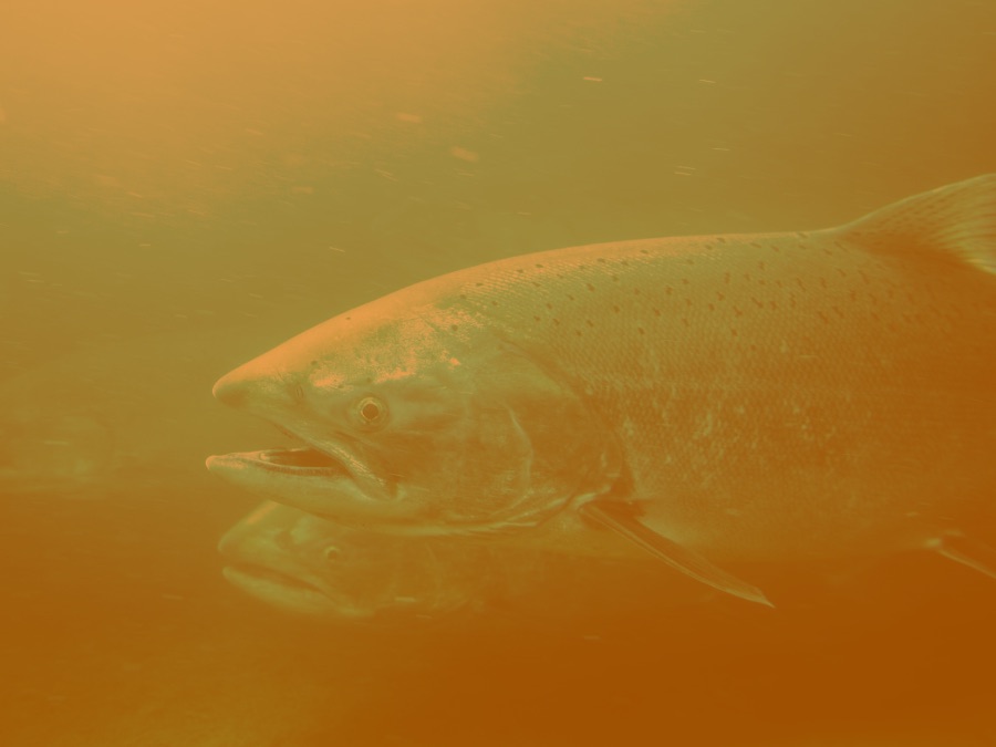 Upper Columbia River Summer Steelhead