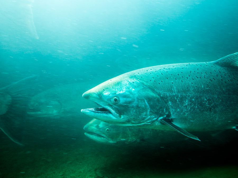 Steelhead Resized