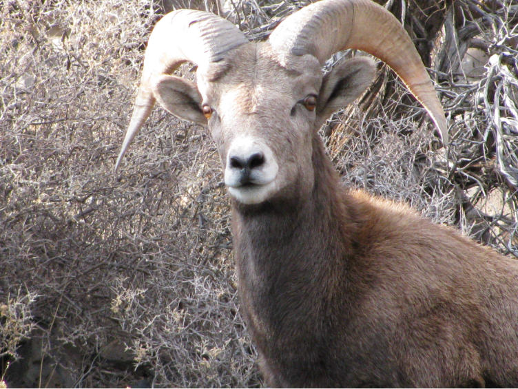 Wildlife 01