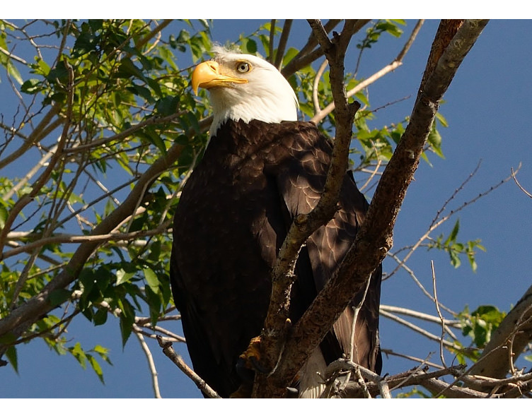 Wildlife 03
