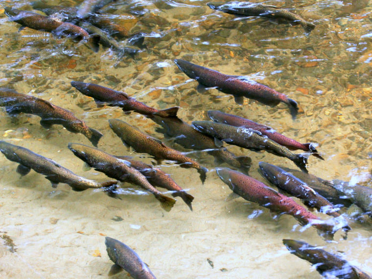 Chinook Swimming Left