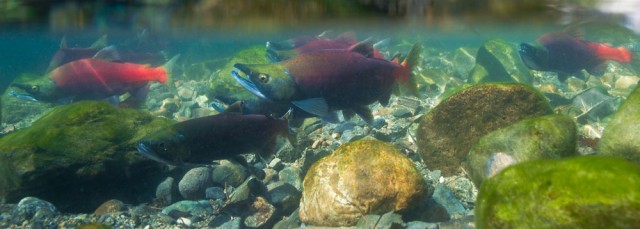 B2ap3 Medium Fish Habitat Salmon 184866887