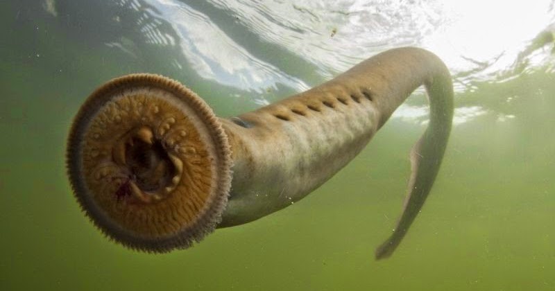 B2ap3 Large Lamprey On Glas 20191001 181158 1