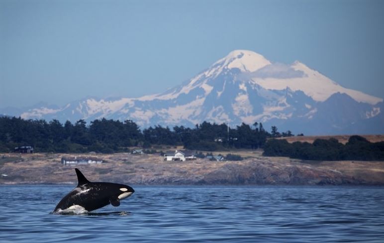 B2ap3 Large Southern Resident Orcas