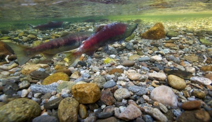 B2ap3 Large Salmon