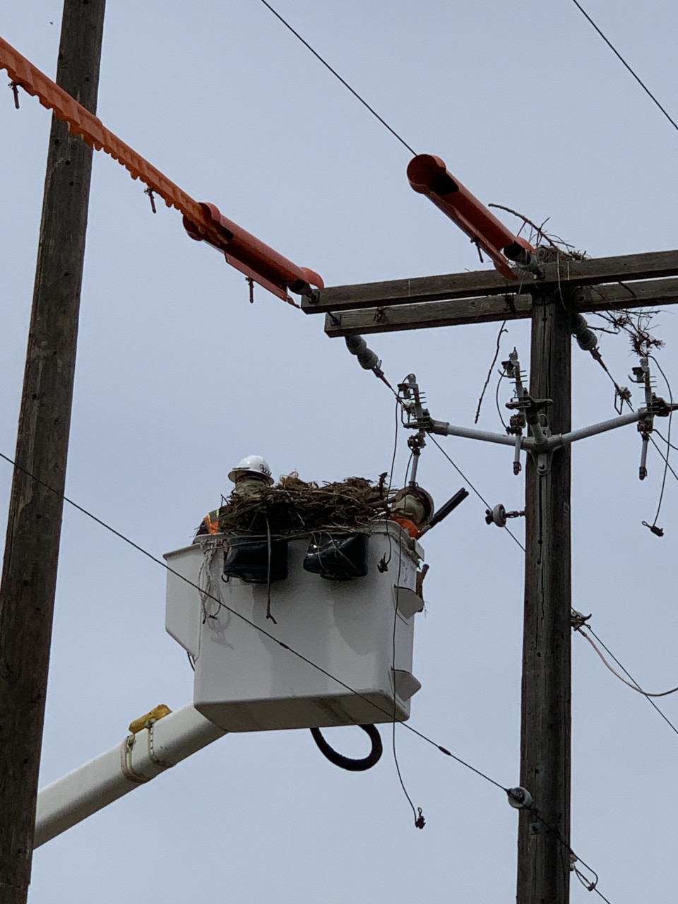 B2ap3 Large April 2020 Osprey 2
