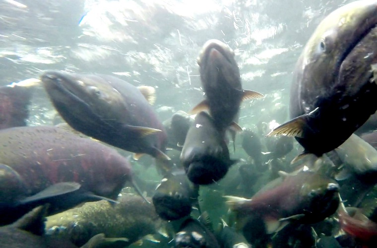 Fish swimming 