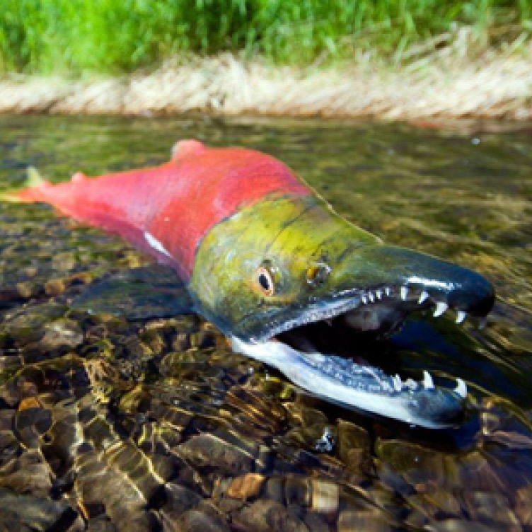 fish
