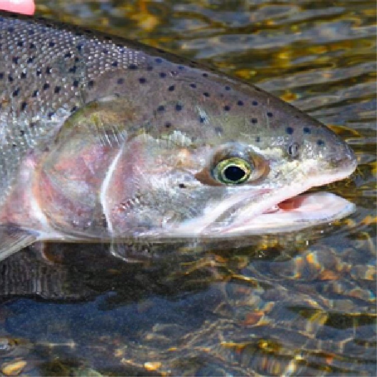 fish zoomed in on head area