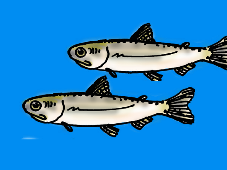 05 smolt
