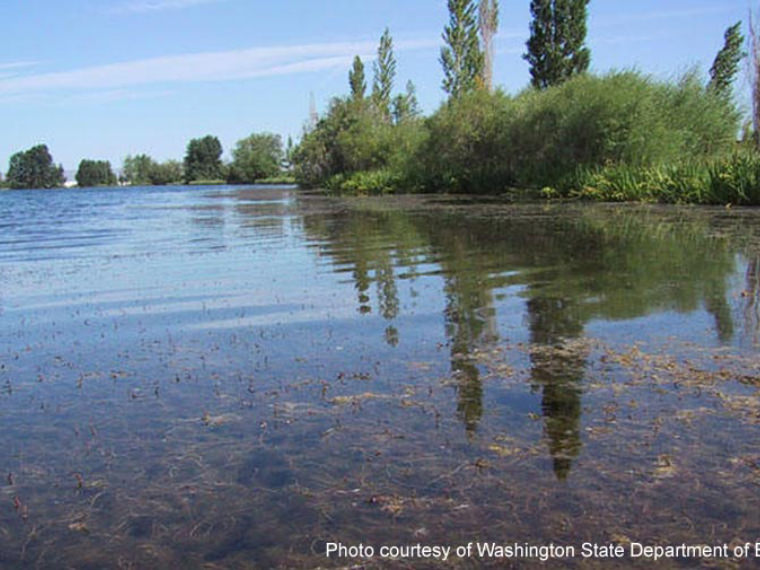 eurasian watermilfoil