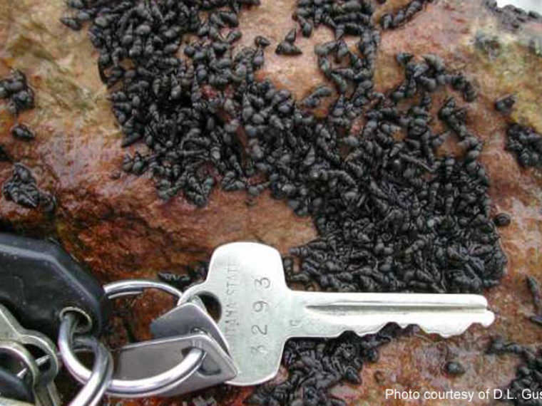 new zealand mudsnail next to car key to show scale