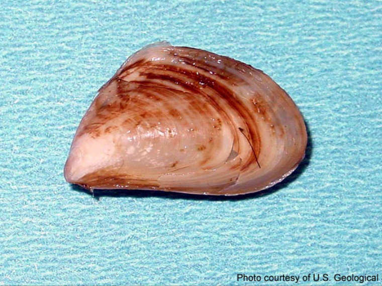 quagga mussel