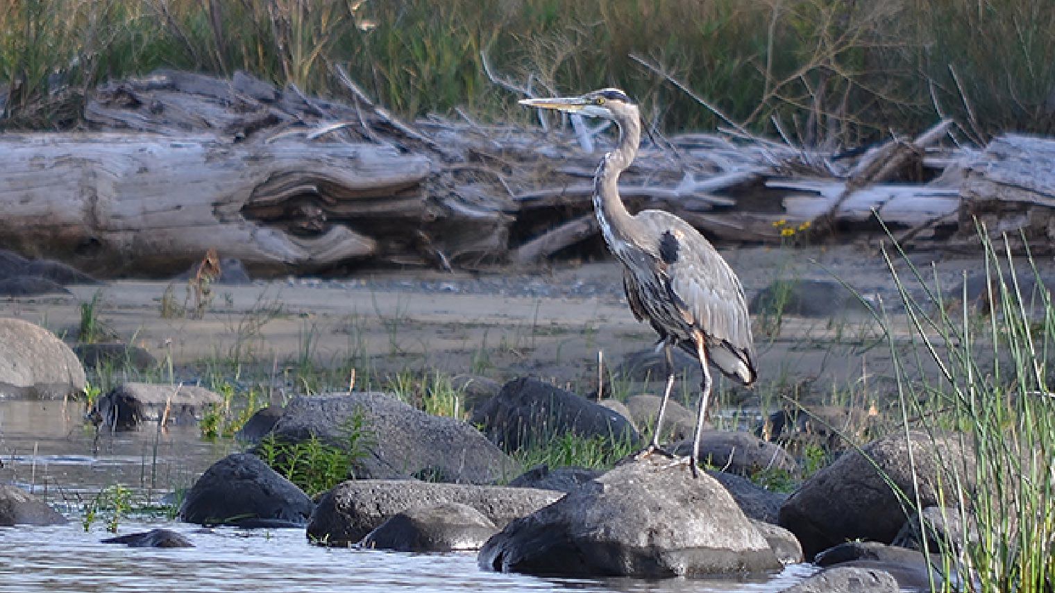 blue heron