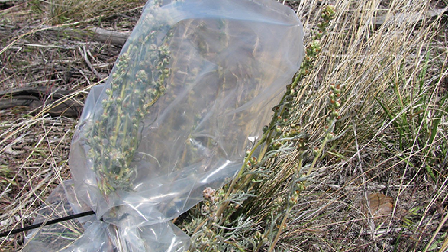 wormwood