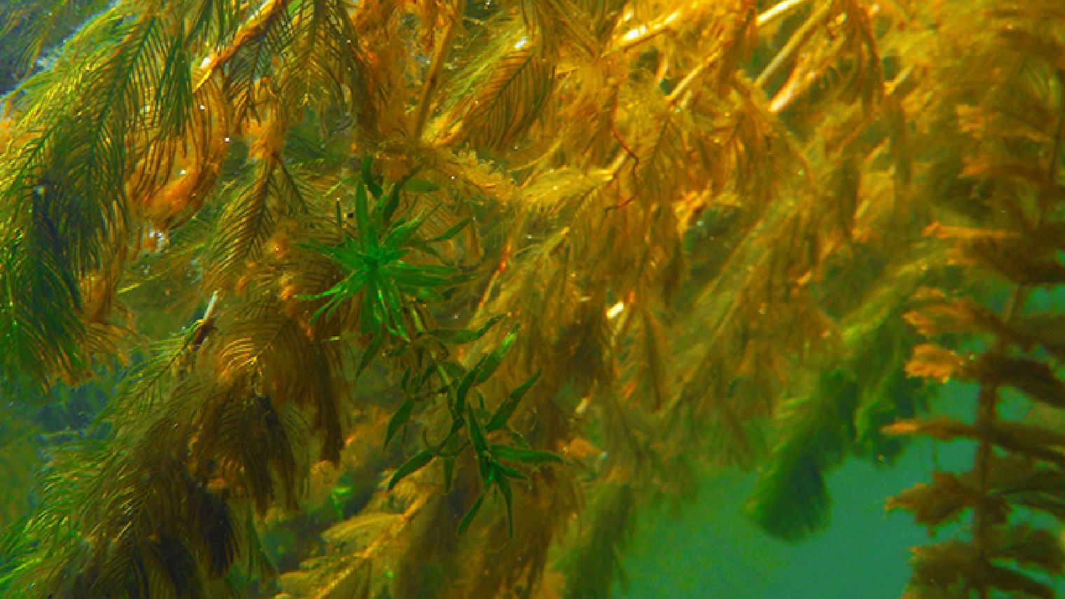 watermilfoil
