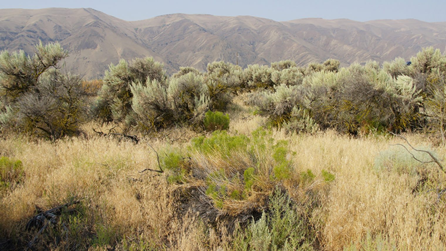 sage shrub