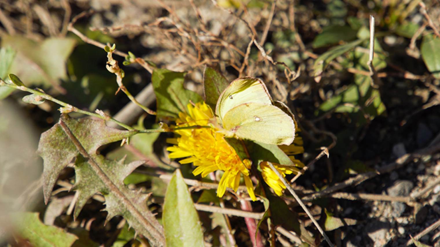 sulphur butterfly