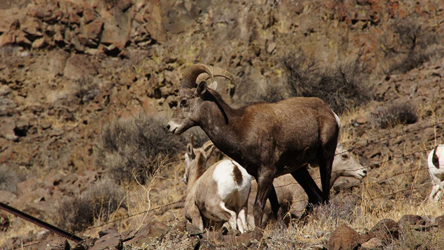 big horn sheep