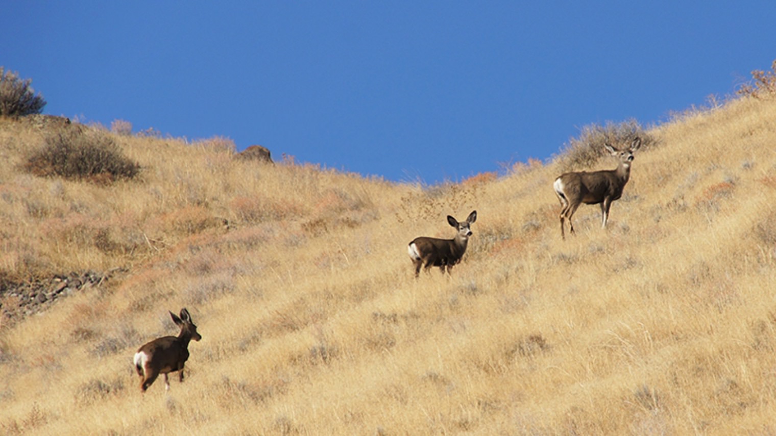 mule deer walking up hill