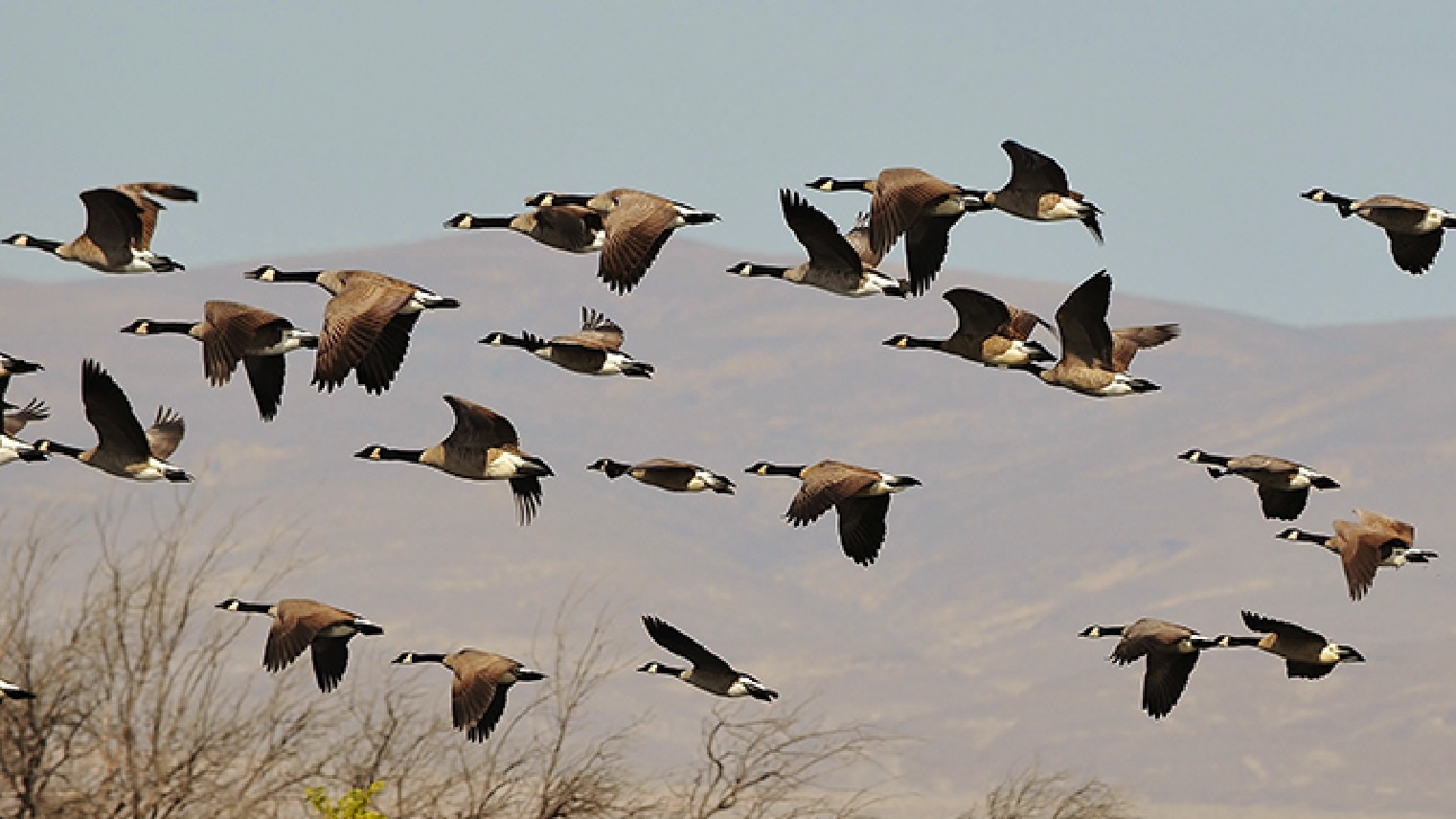 canadian goose