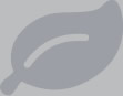 logo icon gray