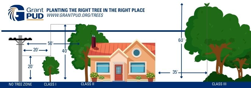 tree_planting_graphic.jpeg