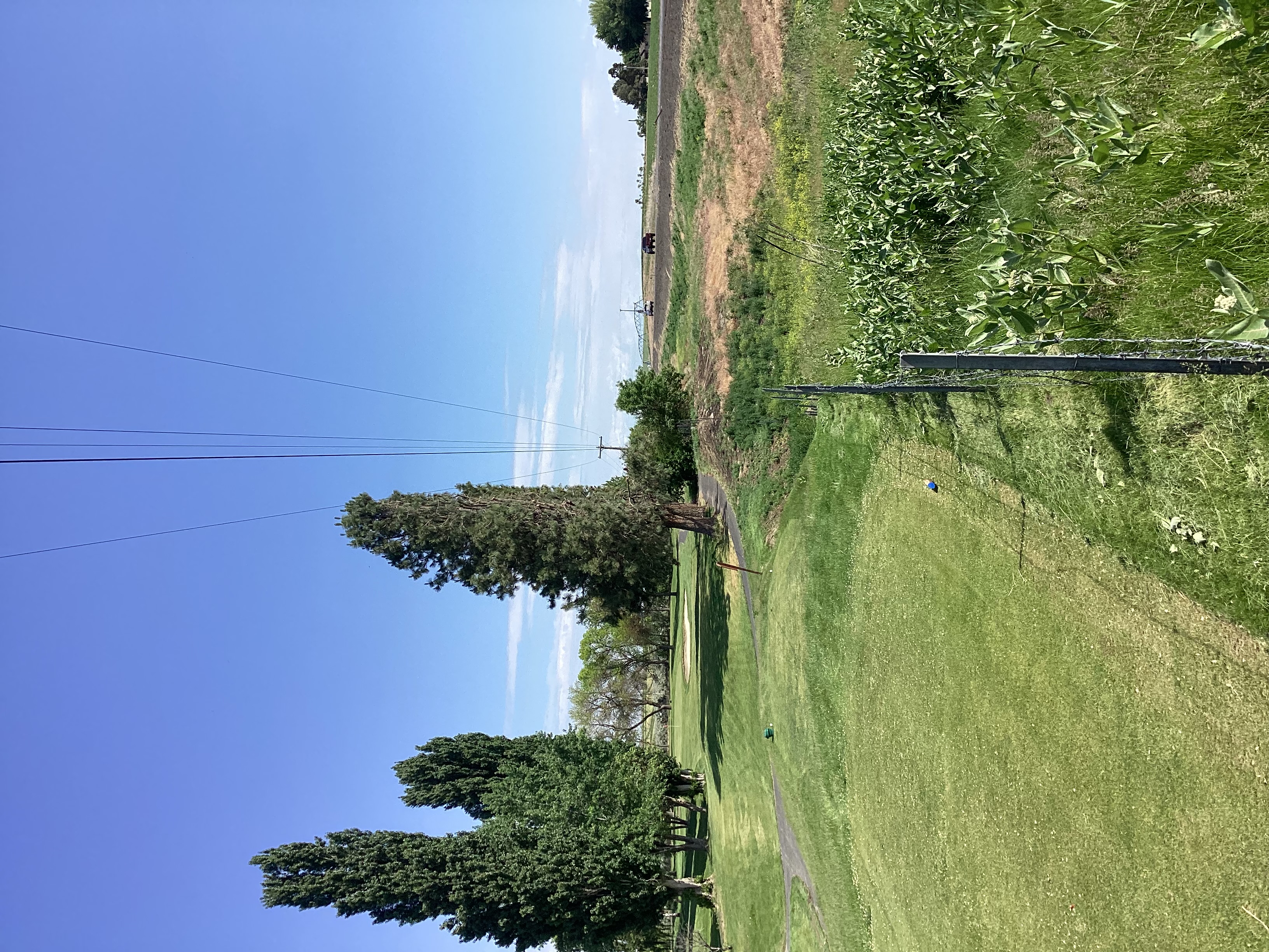 tree_trim_after.jpeg